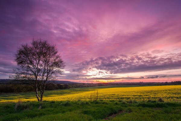 Scharlachroter Sonnenuntergang vor dem Hintergrund eines grünen Feldes und eines einzelnen Baumes