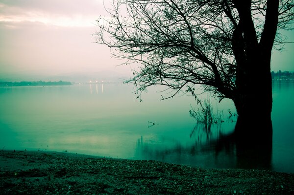 Albero nella nebbia sulla riva del Lago