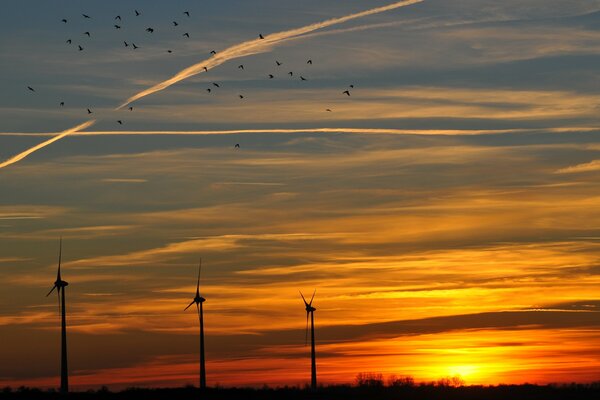 Les oiseaux encerclent les moulins à vent