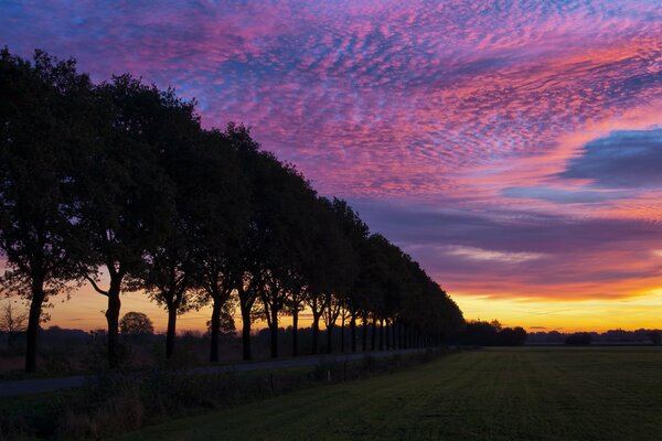 The sun is setting behind the trees