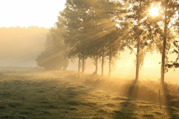 Bäume und Feld im Morgengrauen