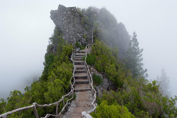 Mountain stairs in the thickets of fog