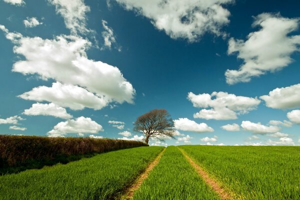 Summer landscape. A road in a field, a tree in the distance