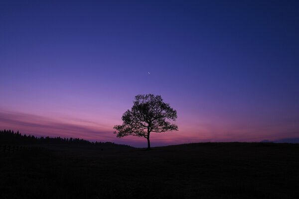 Arbre géant solitaire sur fond d arbre de nuit