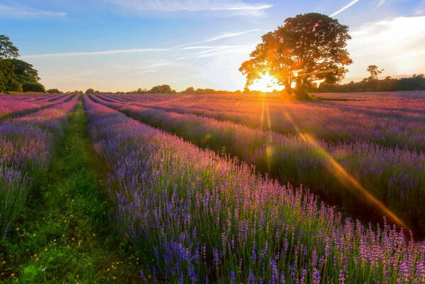 Champ avec des fleurs violettes