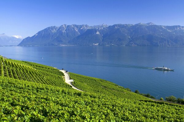 Lac en Suisse au milieu de la plantation NT