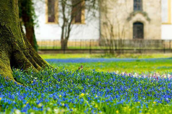 Glade of blooming blue flowers