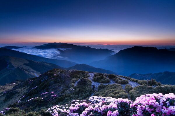 Sur la colline poussent des fleurs roses