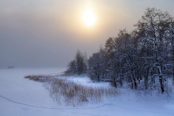 Winter sunset on the background of trees