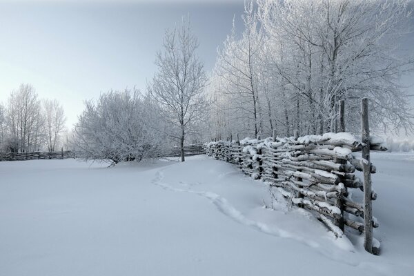 Natur Winter Bild, Zaun, Bäume in Silber