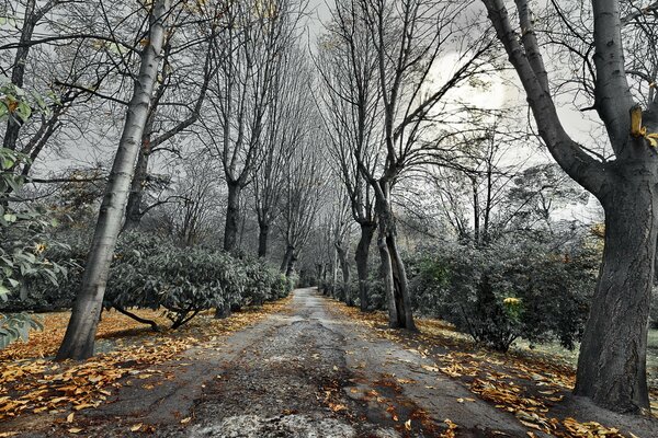 Landscape road through the autumn forest