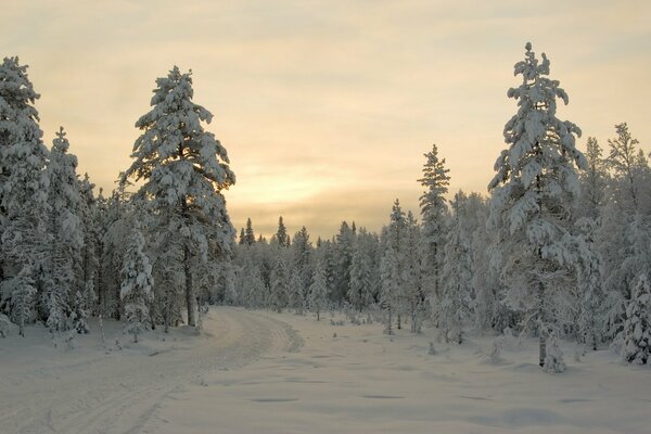 Trees in the winter sunset