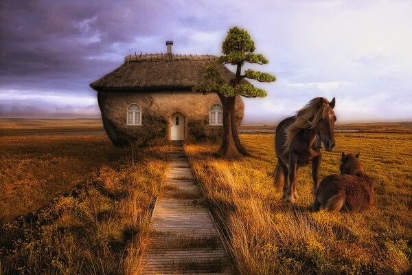 House and horses in a wide field