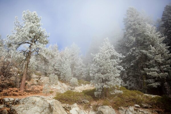 Peinture dans les tons gris sombres de la nature