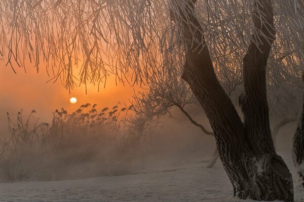 Winter fog on the background of sunrise