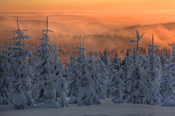 Fir trees wrapped in winter snow