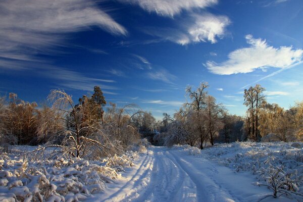 Winter road in a snowy forest