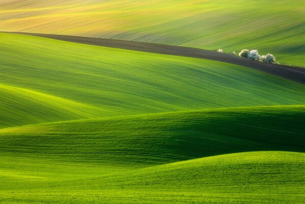 Pittoresco campo coperto di erba verde