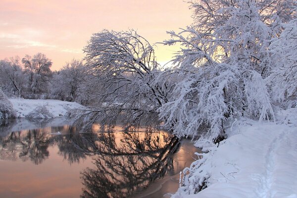 Alberi innevati sulla riva del fiume