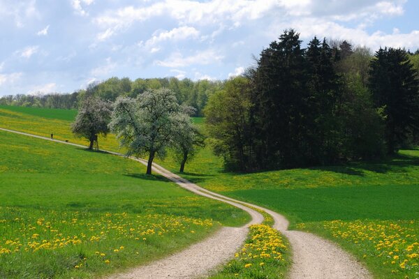 Langer Weg in einen blühenden Sommerpark