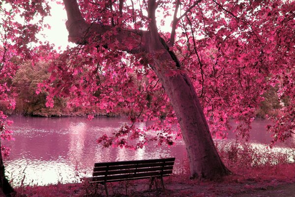 Banc dans la forêt près de l étang. Photoshop rose