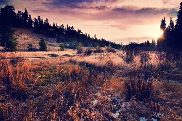 Sunset over a field with grass near the forest