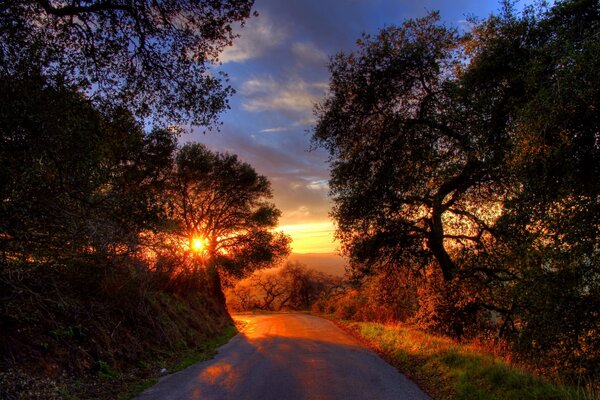 The road among the trees at sunset