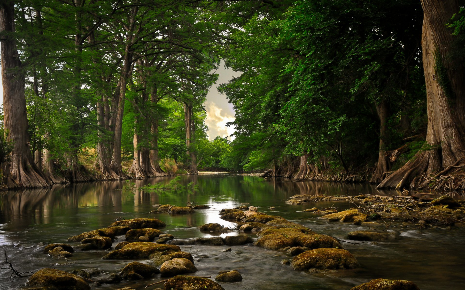 árboles raíces río piedras musgo