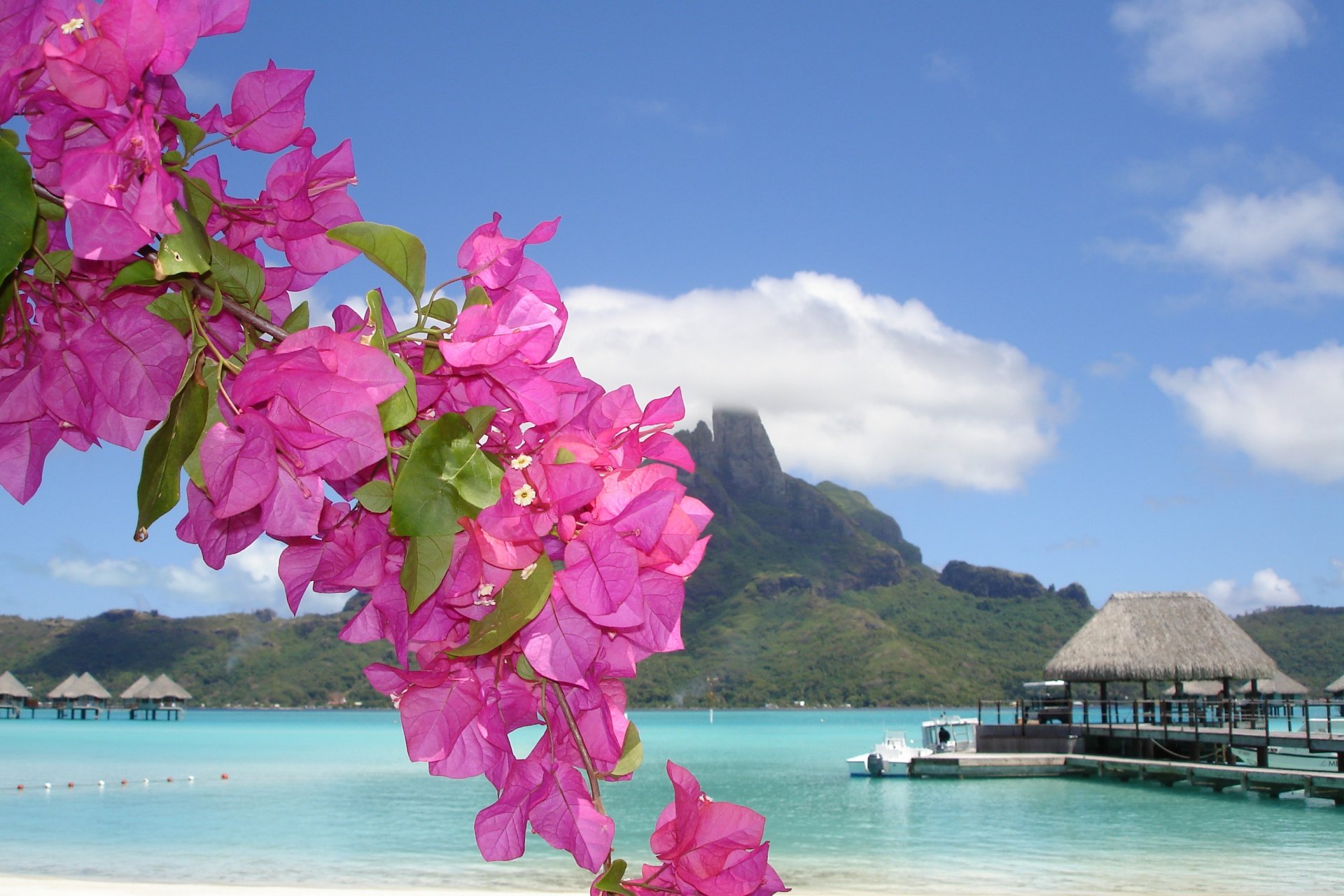 meer ufer blume sommer hütte