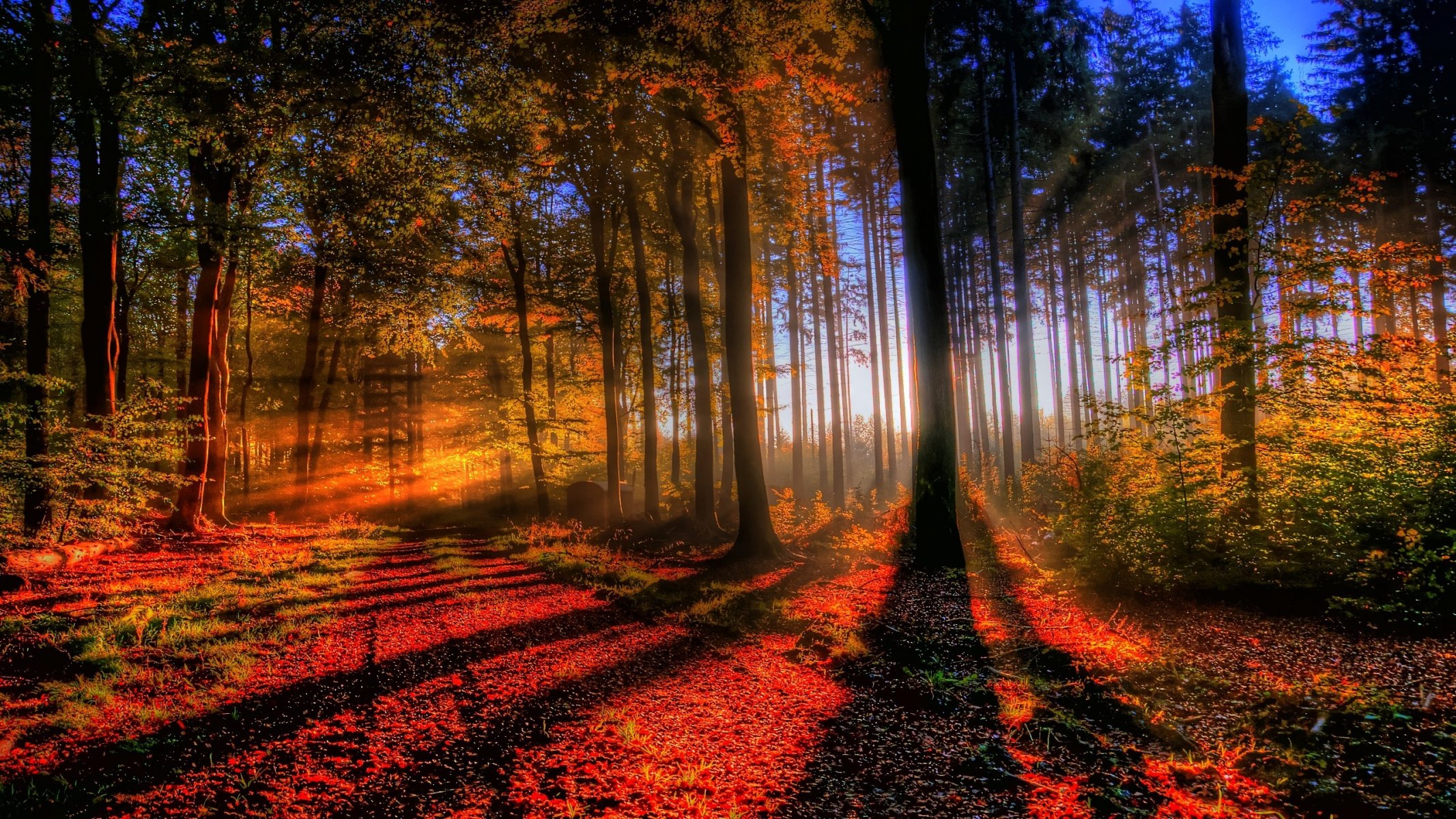 forêt lumière automne coucher de soleil arbres