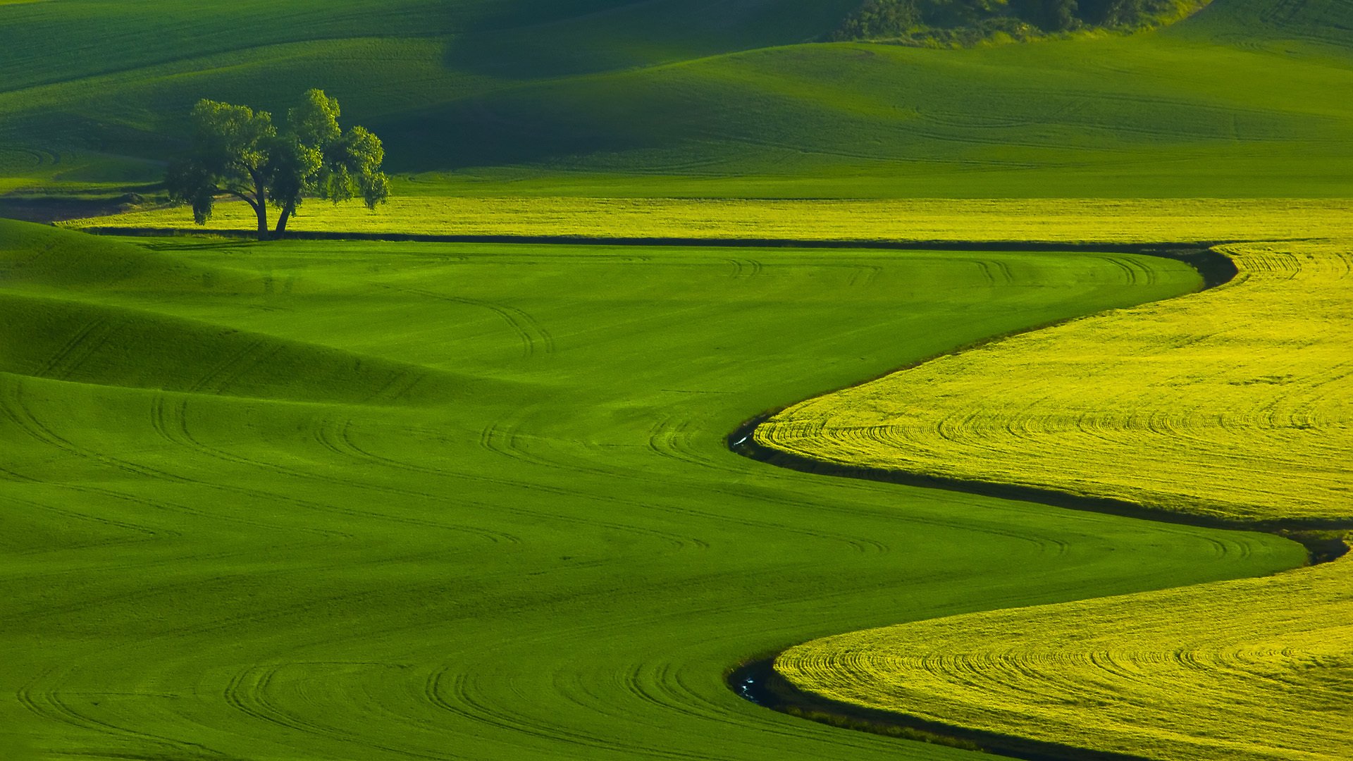 paisaje naturaleza campos hierba árbol