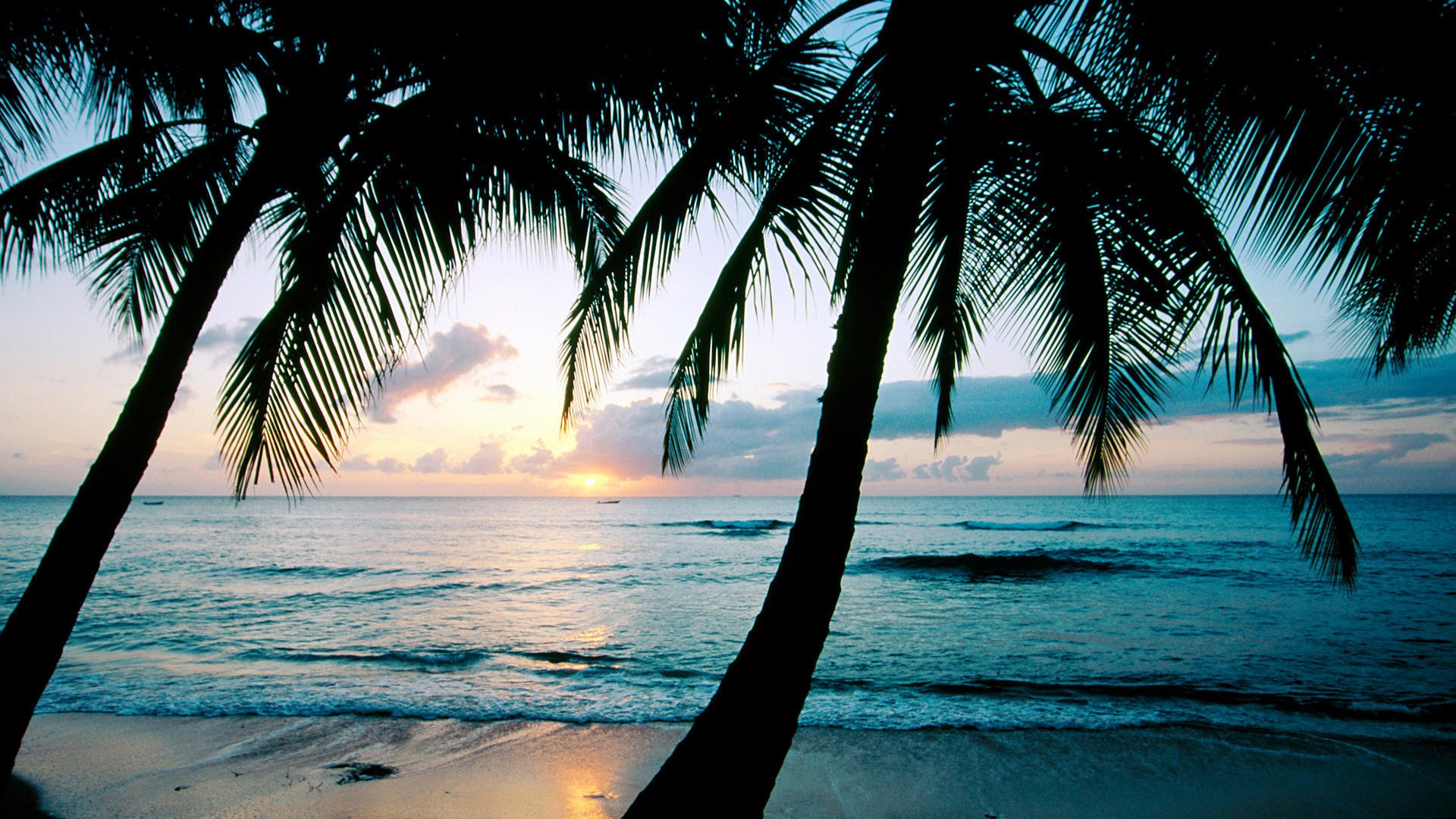 coucher de soleil océan palmiers caraïbes île de la barbade king \ s beach barbade antilles