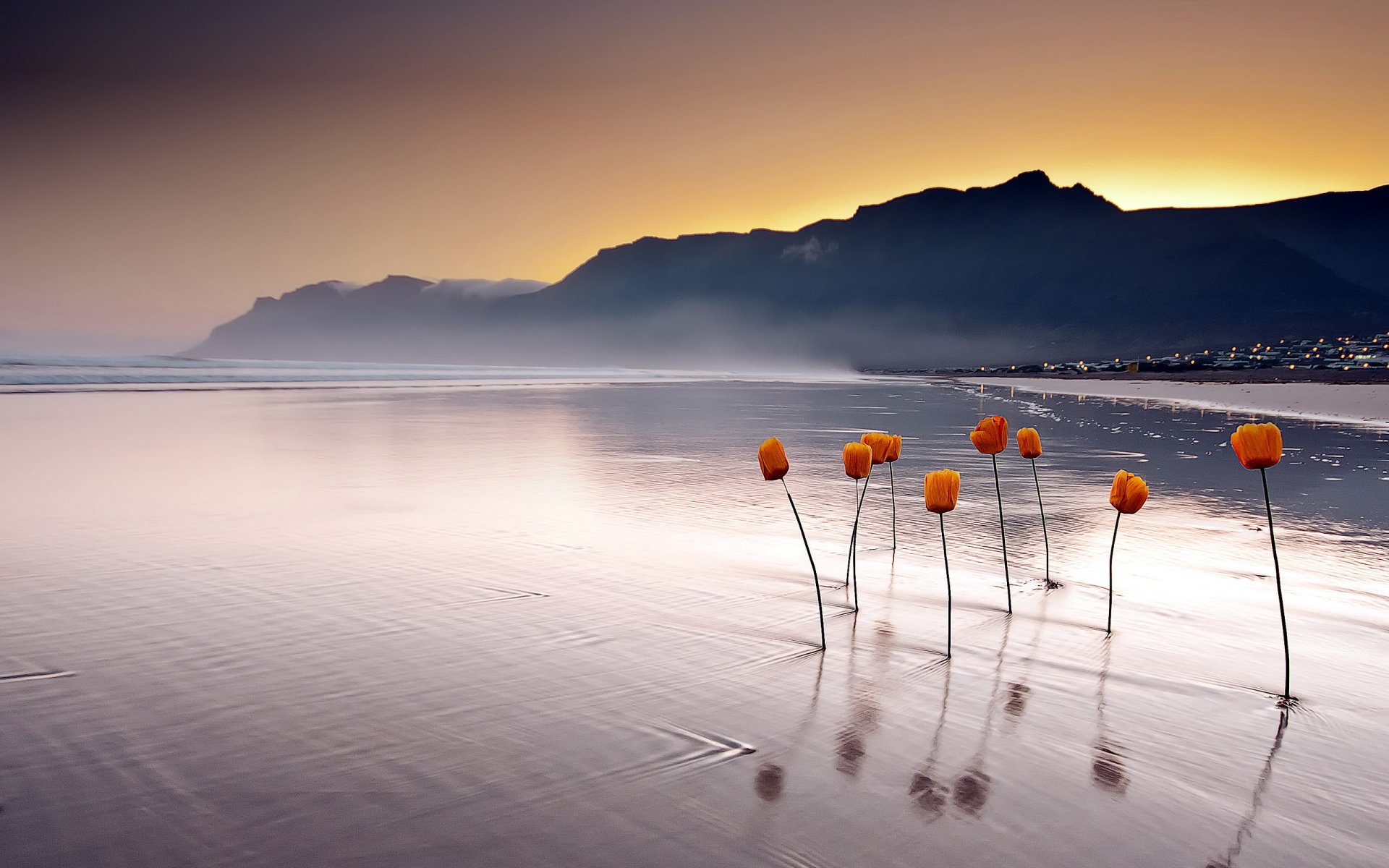 mare tramonto fiori paesaggio