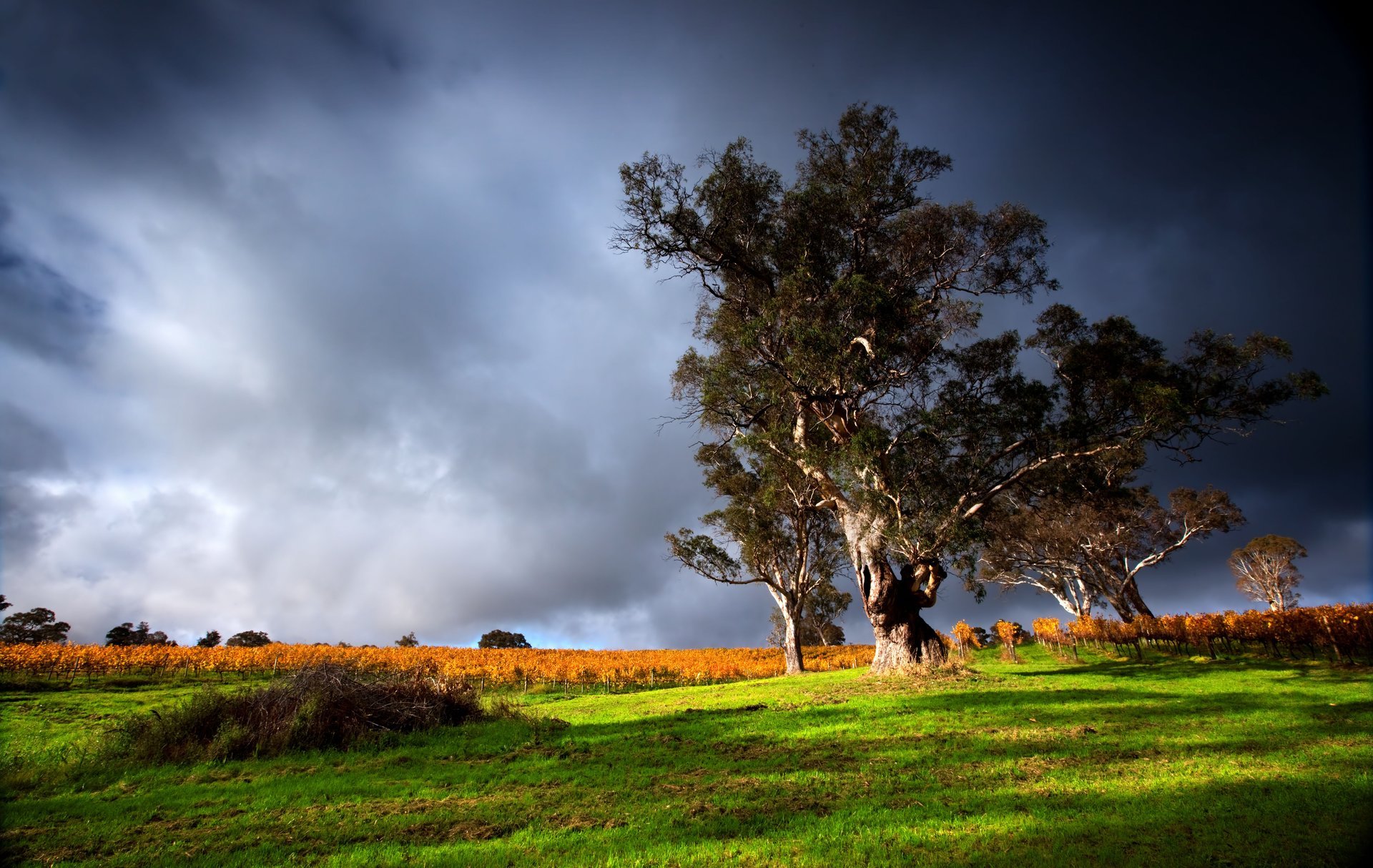 naturaleza hierba verde árbol viejo paisaje ver nubes de trueno cielo imagen hierba árboles tormentas eléctricas nubes