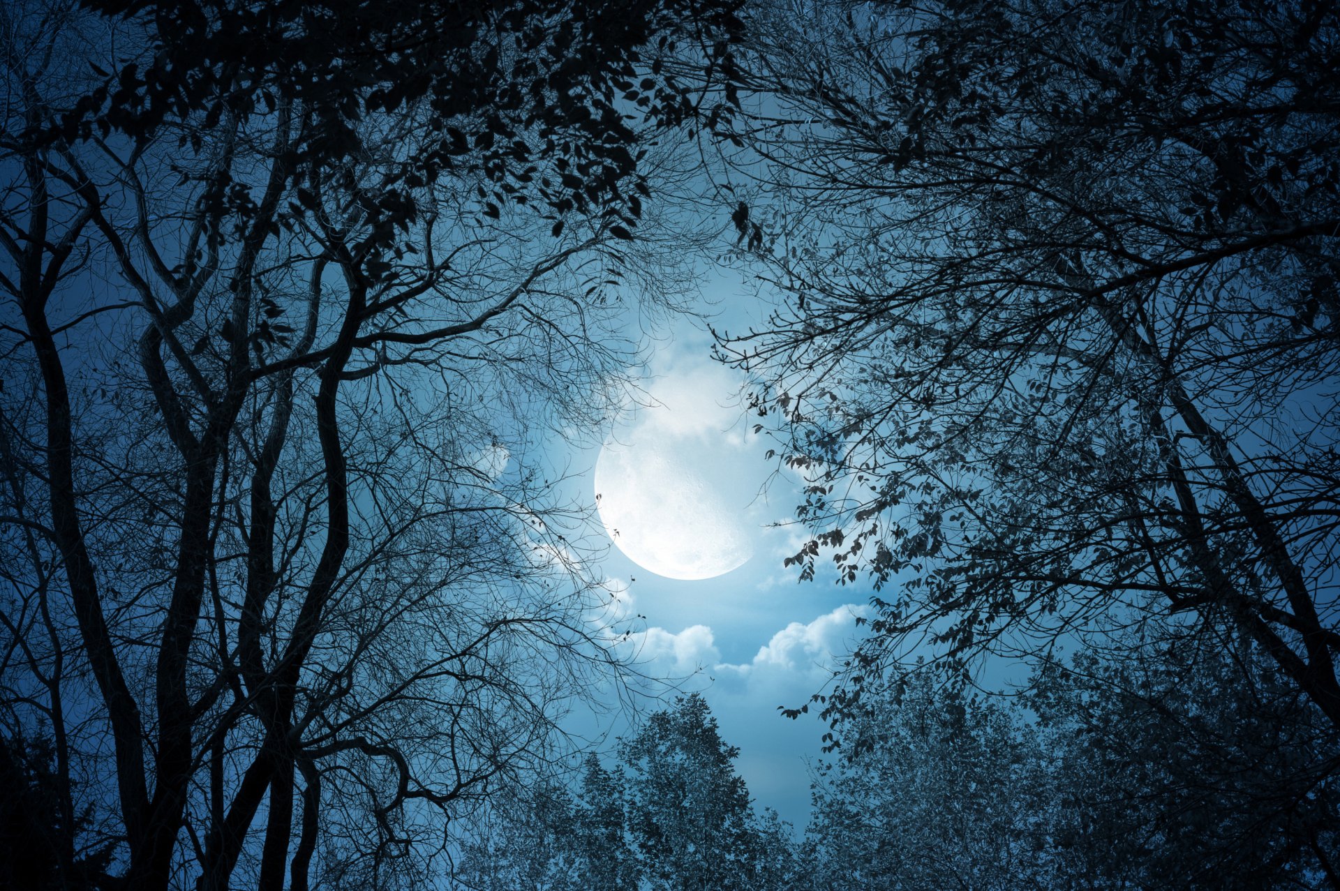 clair de lune lune nuit arbres nature paysage nuages