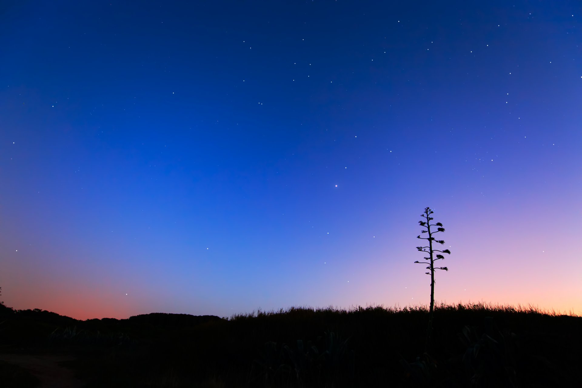 crépuscule aube aloès arbre miramar paysage étoiles matin lever du soleil bleu ciel