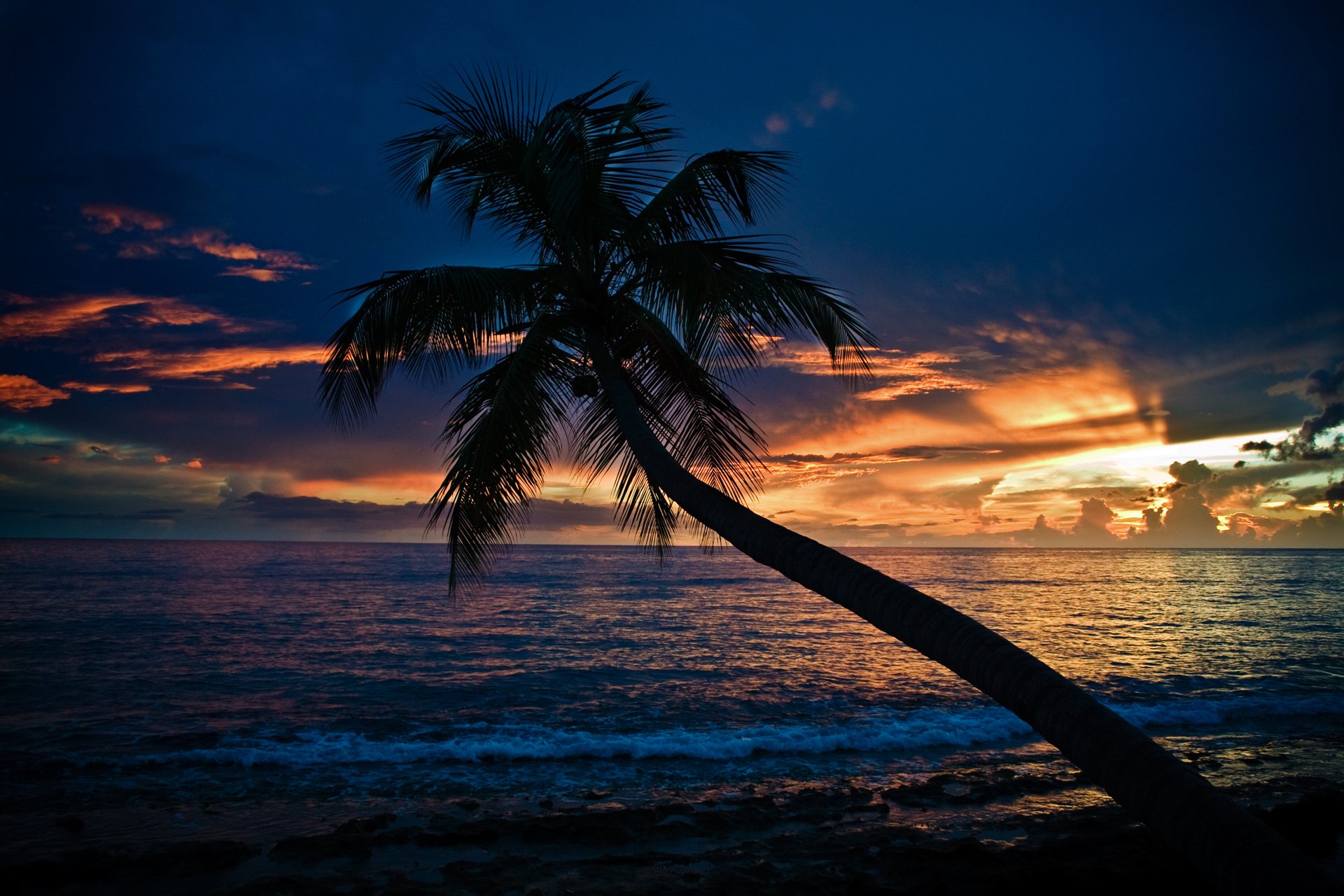 palmier mer coucher de soleil plage