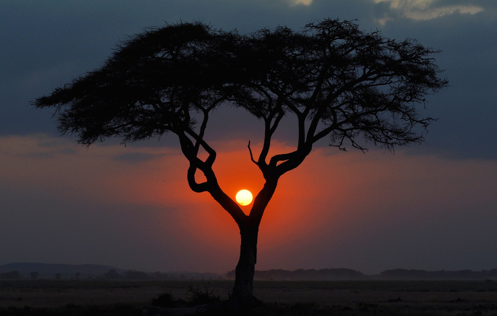 africa sera albero tramonto kenya paesaggio savana sole