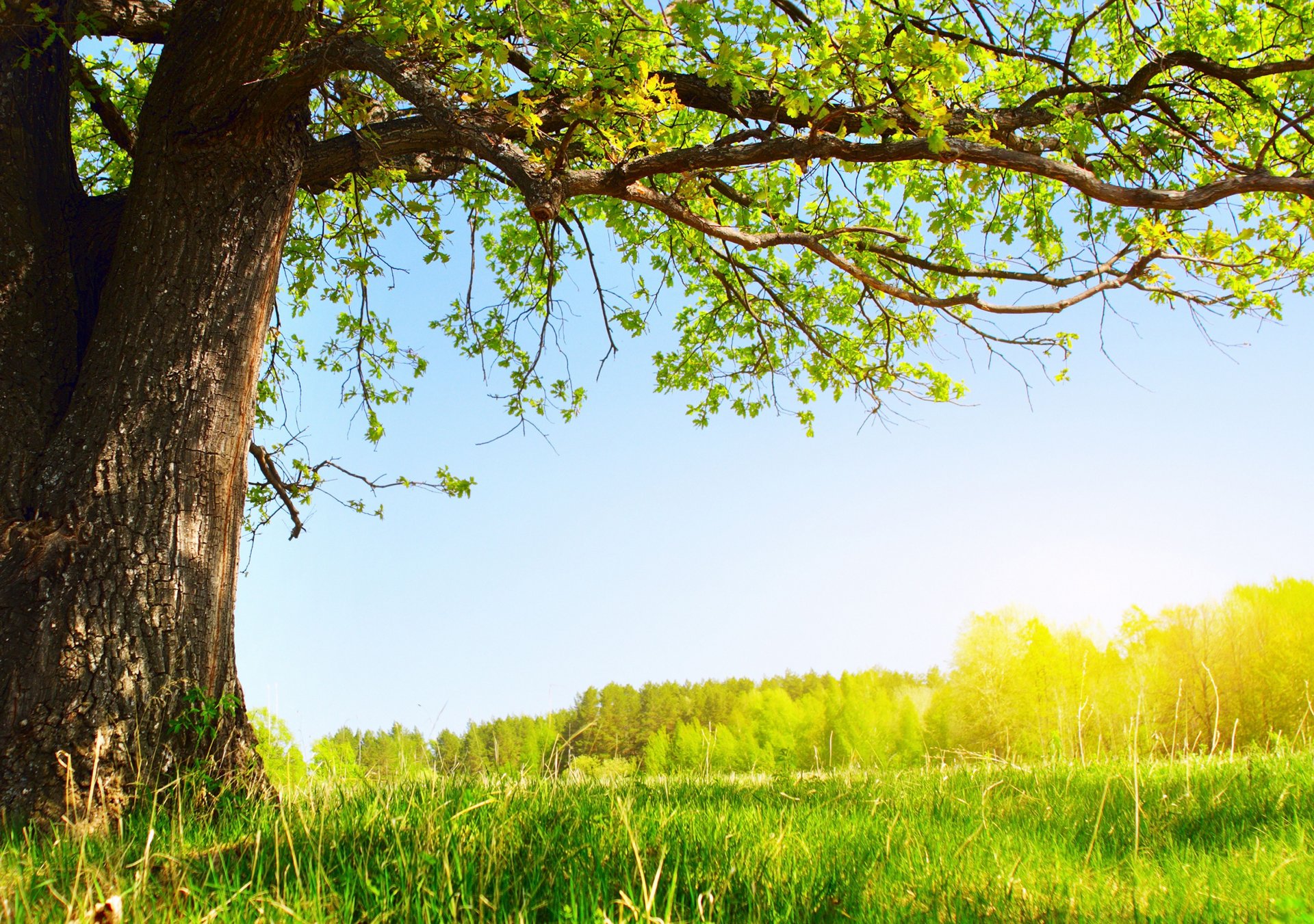 pod drzewem lato słońce natura drzewo zieleń liście