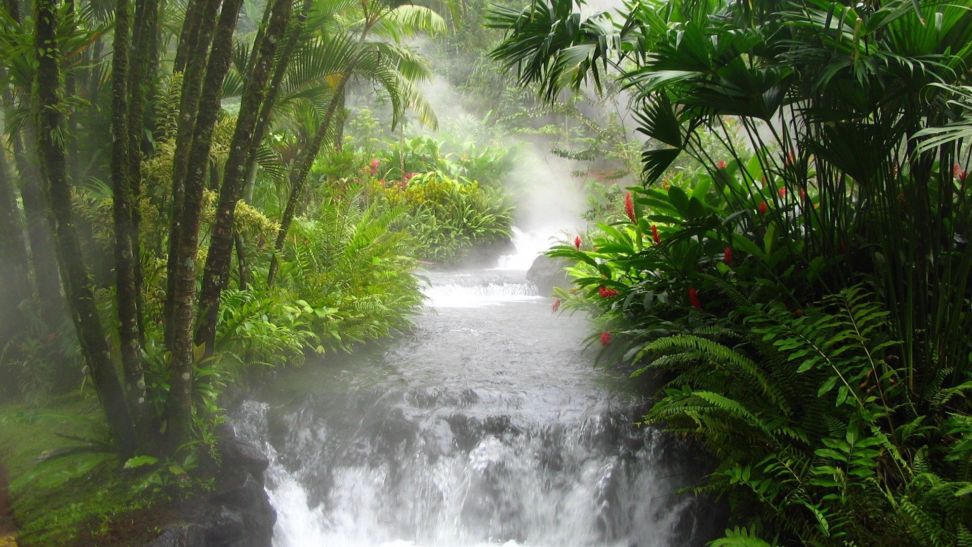 jungle river waterfall fern