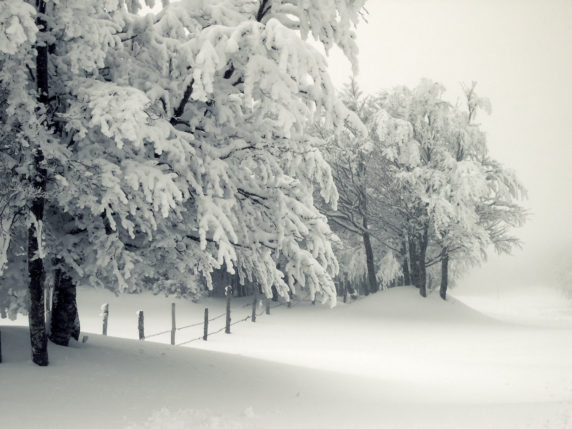 invierno nieve árbol