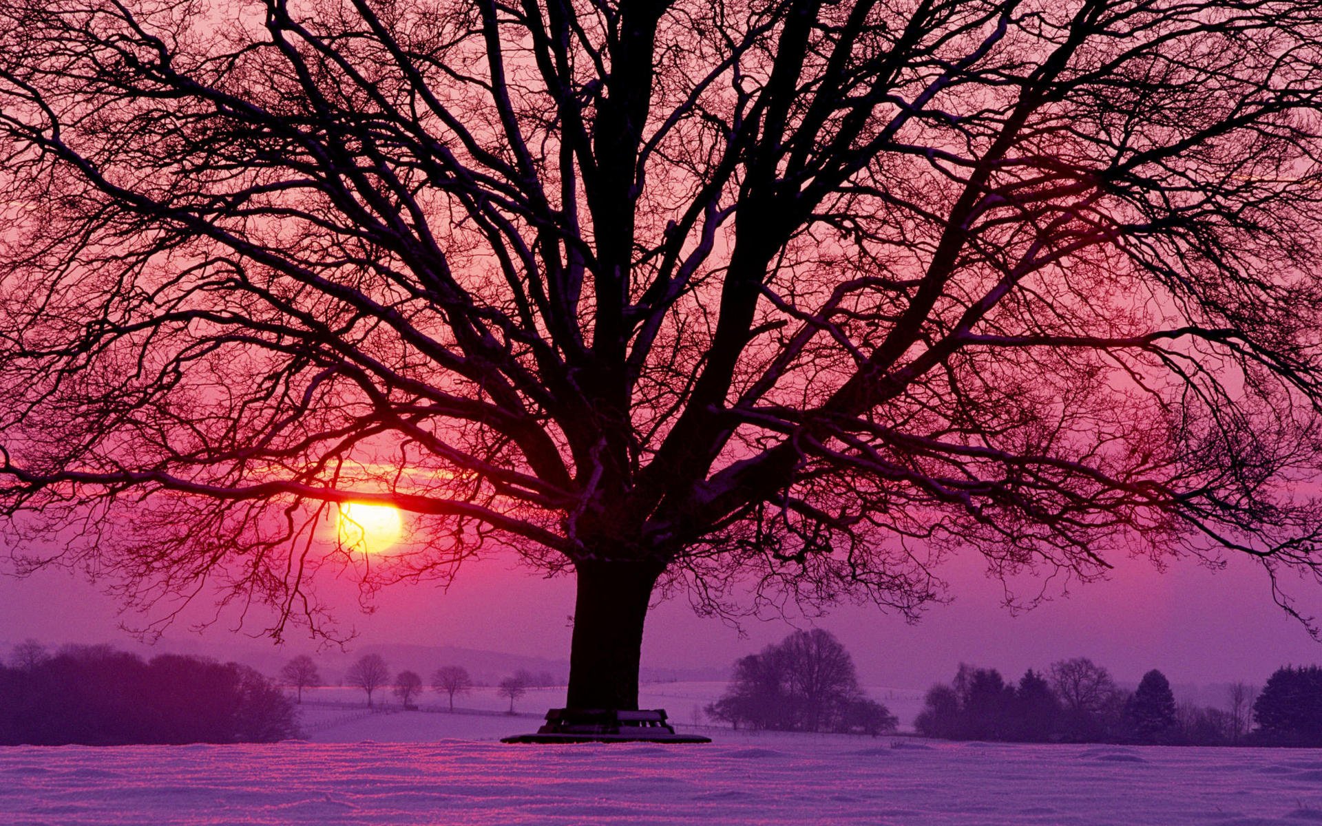 inverno sera sole rosso cremisi lilla tramonto neve albero alberi