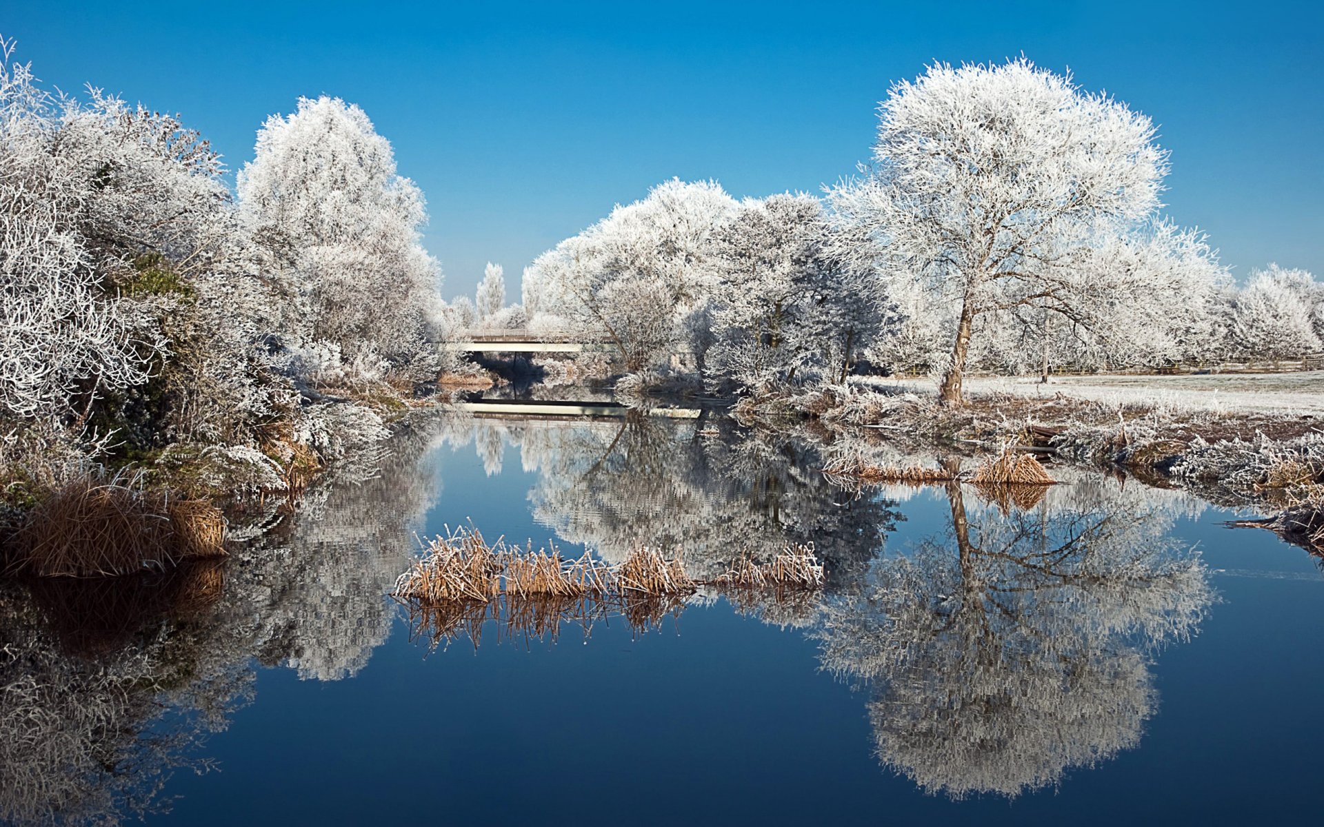 landscape nature lake pond park tree frost winter reflection