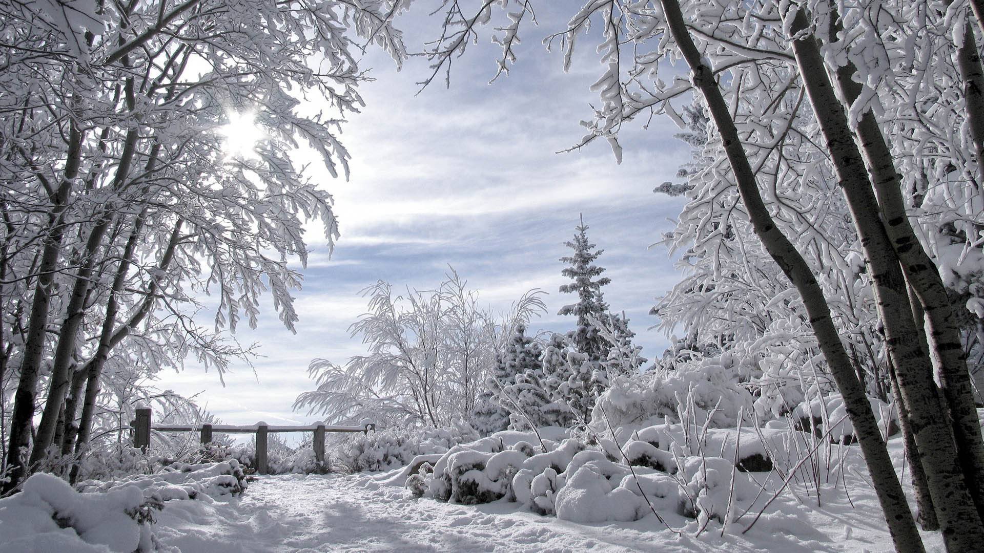 paesaggio invernale alberi innevati romanticismo invernale per lita