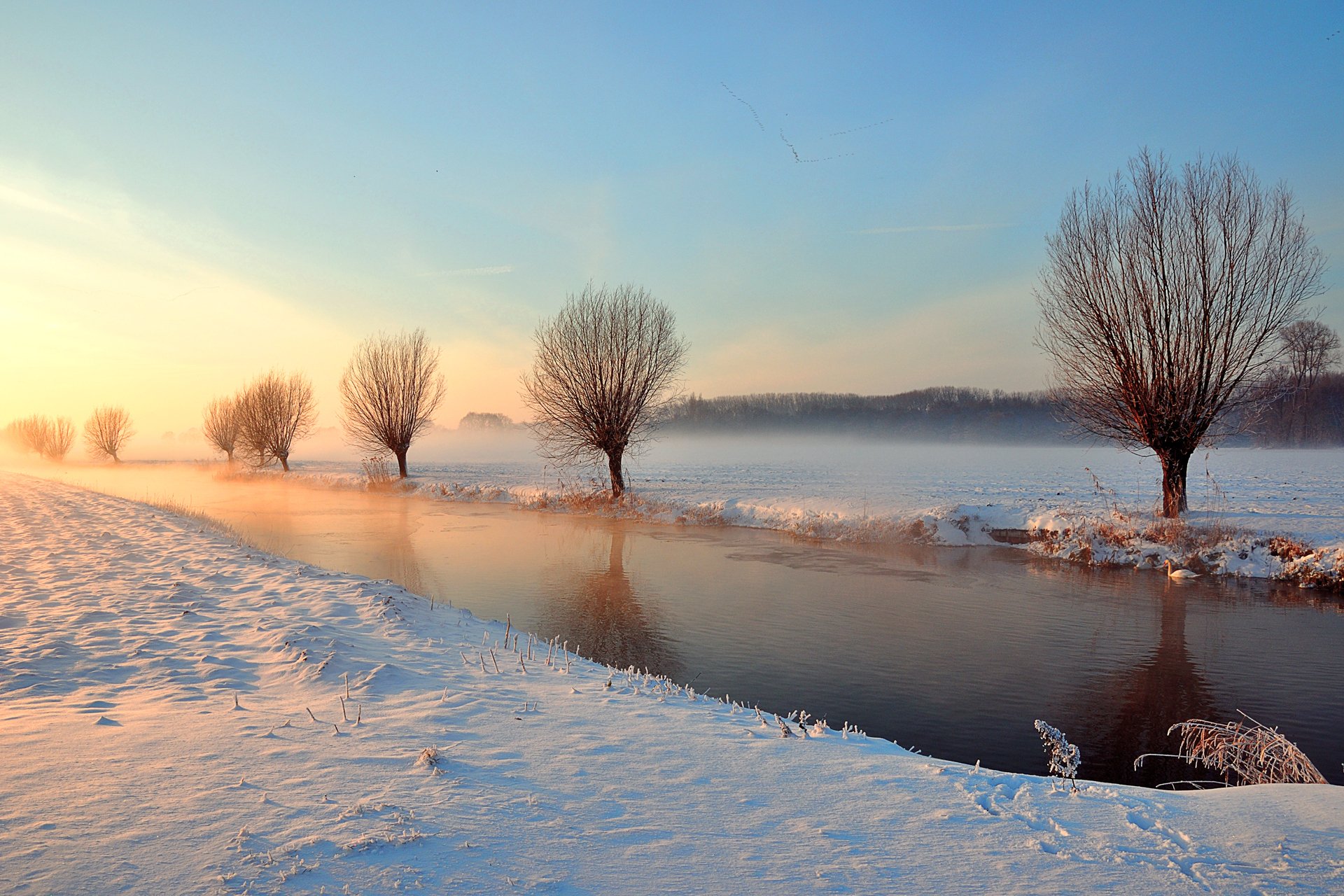 hiver canal rivière arbres lumière cygne