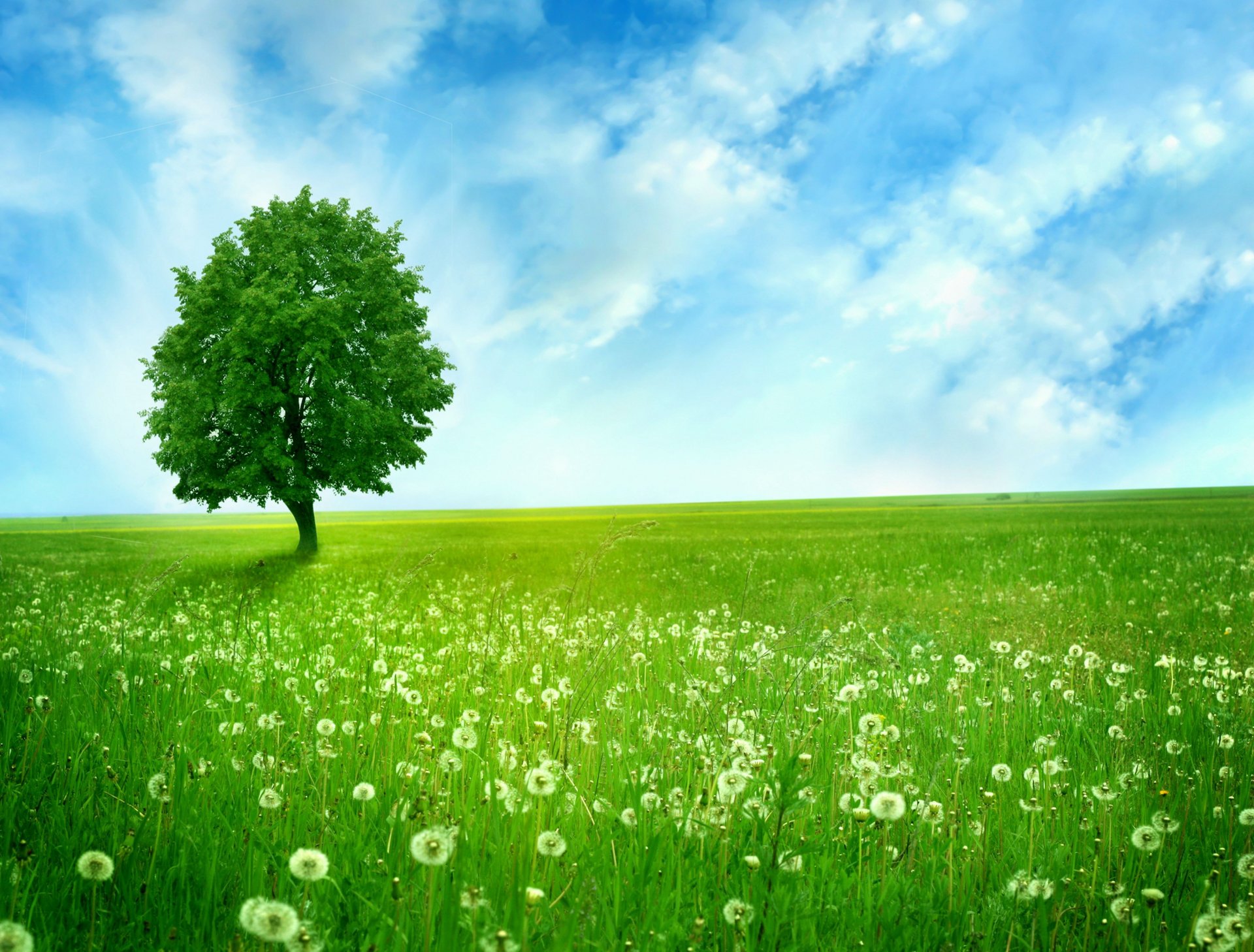 greenlands silent tree dandelions the field space n tree blue sky cloud