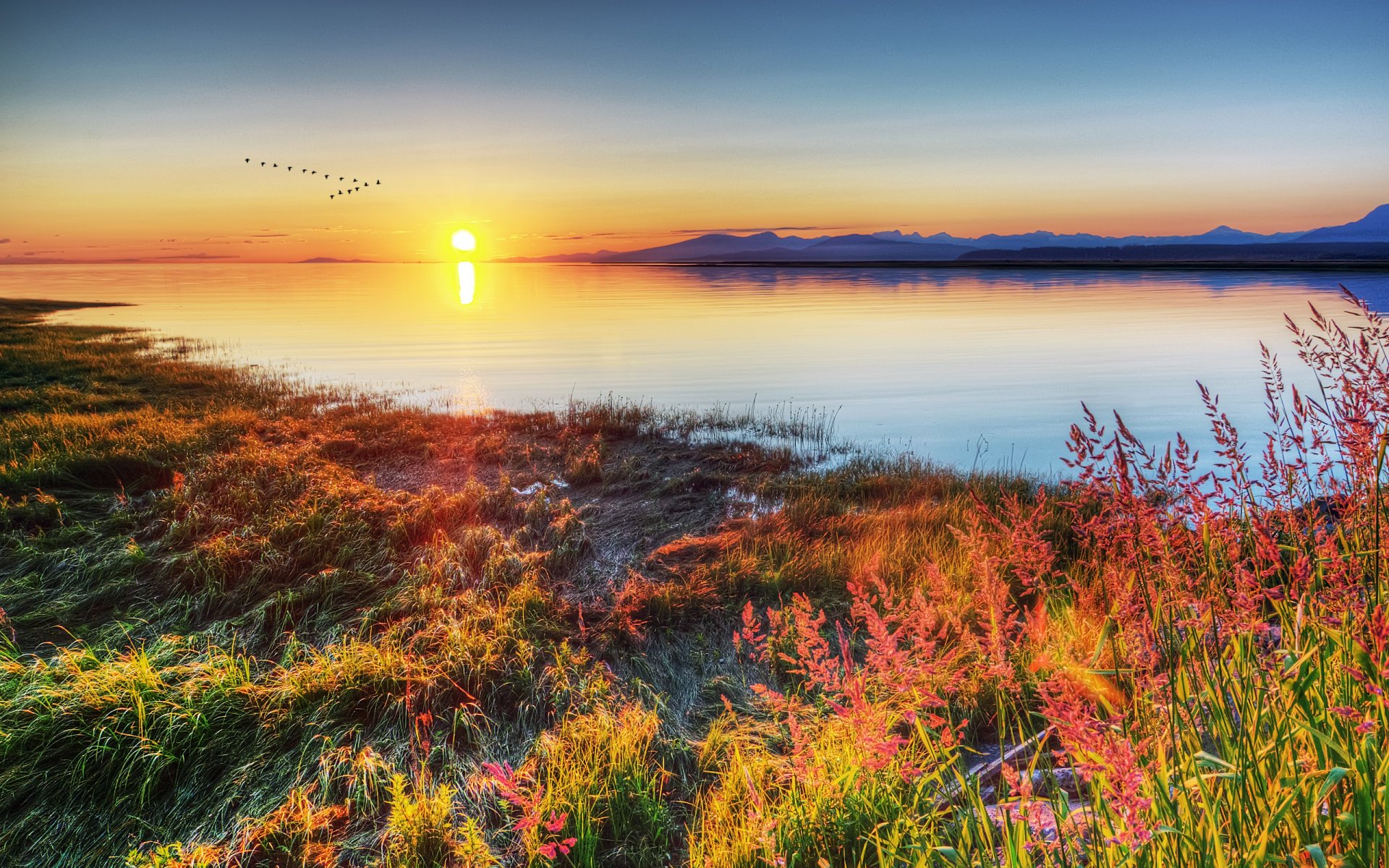 lac côte coucher de soleil oiseaux herbe