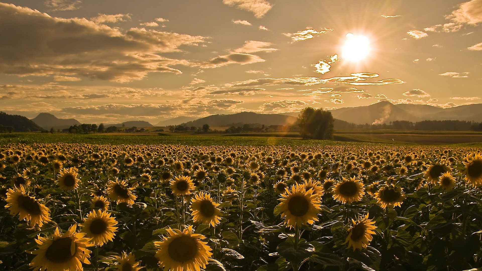 cielo girasoles verano