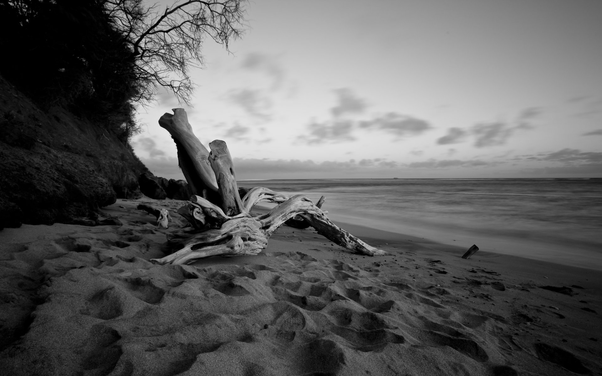 strand ufer abend baum treibholz wasser meer schwarz weiß