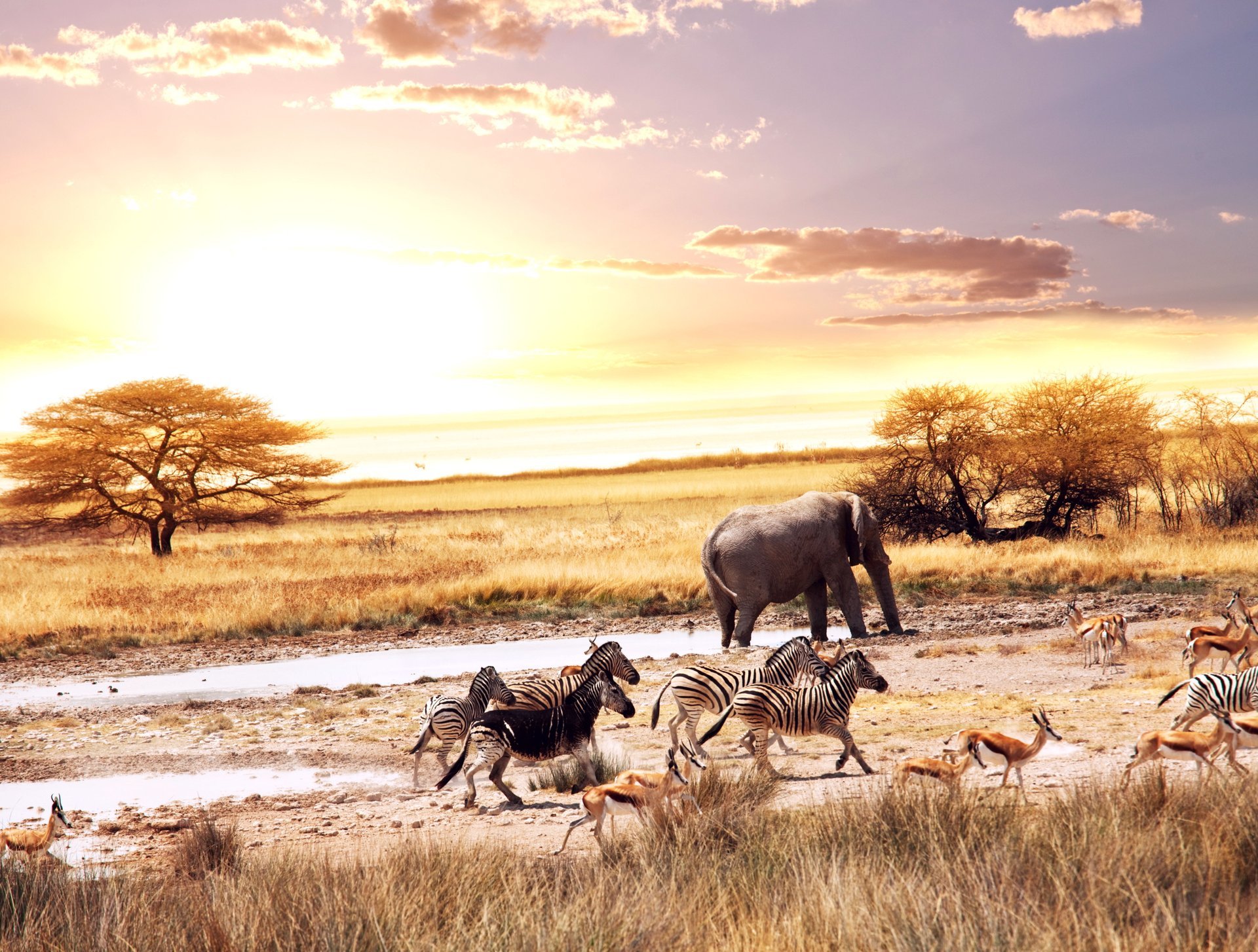 africa savana animale antilope zebra elefante vegetazione alberi colorato cielo nuvole caldo sole paesaggio